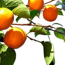 Logo webu - pomeranče na větvi stromu.
